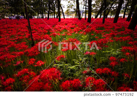 Pearl red in a drawstring 97473192