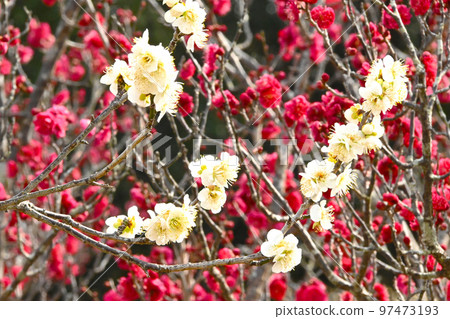 Plum blossoms at Bairin Park 97473193