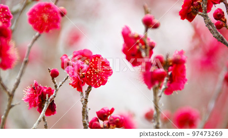 Plum blossoms at Bairin Park 97473269