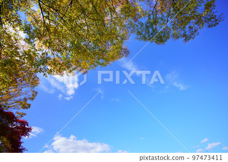 秋天的櫸樹在清新的天空中翱翔 秋天的櫸樹在清新的天空中翱翔 97473411