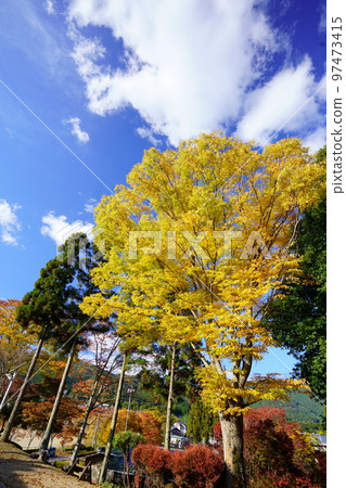 京都Wazuka和Wazukaso的秋葉 97473415