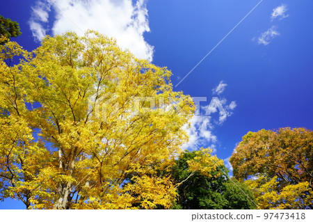 Autumn leaves of Kyoto Wazuka and Wazukaso 97473418