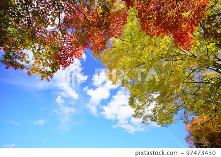 京都 Wazuka / Wazukaso 的秋葉 / 大樹框 97473430