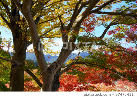 京都Wazuka和Wazukaso的秋葉 97473431