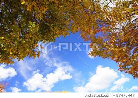 Frame of autumn leaves in Kyoto Wazuka Sports Park Frame of autumn leaves in Kyoto Wazuka Sports Park 97473447