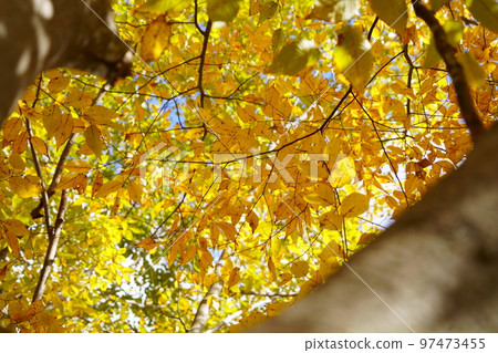 和塚運動公園 櫸樹路 97473455