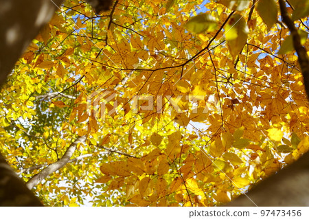 和塚運動公園 櫸樹路 97473456