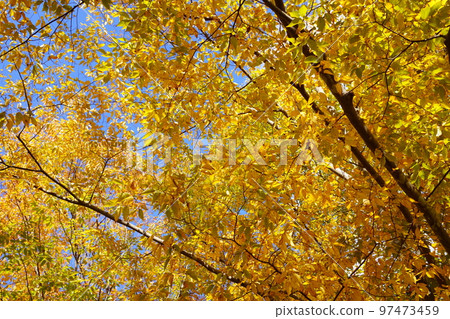 和塚運動公園 櫸樹路 97473459