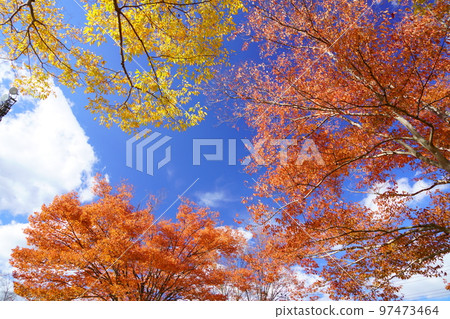 有清爽的秋葉和天空的櫸樹 有清爽的秋葉和天空的櫸樹 97473464