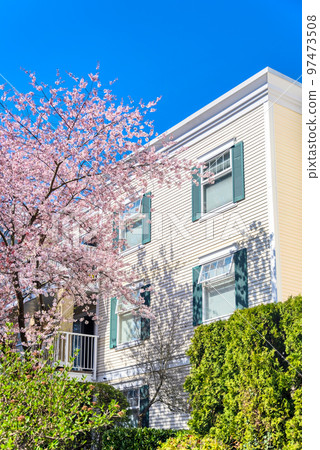 Blossoming cherry tree beside low rise residential building Blossoming cherry tree beside low rise residential building 97473508