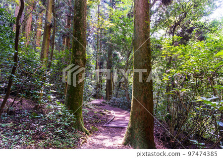 Promenade Beautiful mountain stream, valley, summer scenery of clear stream ``Tourist attraction: Kikuchi Valley'' Kikuchi City, Kumamoto Prefecture, Japan 97474385