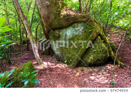Promenade Large tree Beautiful mountain stream, valley, summer scenery of clear stream "Tourist attraction: Kikuchi Valley" Kikuchi City, Kumamoto Prefecture, Japan 97474934