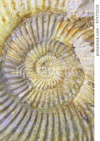 菊石的化石 97475038
