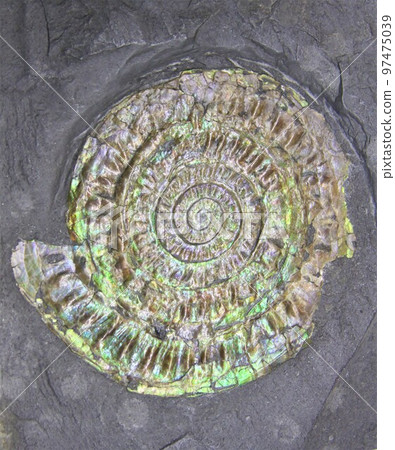 菊石的化石 97475039