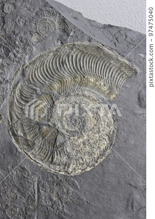 Fossil of ammonite 97475040