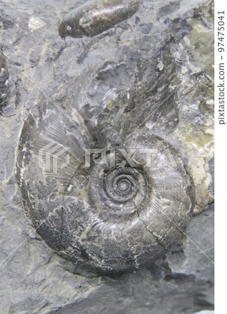 Fossil of ammonite Fossil of ammonite 97475041