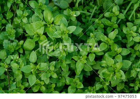 Weed colonies in winter Caryophyllaceae Chickweed Weed colonies in winter Caryophyllaceae Chickweed 97475053