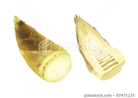 Bamboo shoot illustration, bamboo shoot cross section 97475135