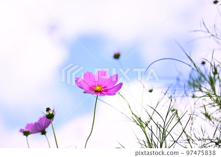 秋天的花朵，秋天的櫻花 97475838