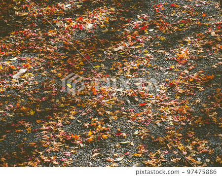 Fallen leaves piled up on the gravel road Fallen leaves piled up on the gravel road 97475886