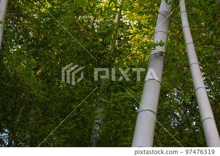⦅Yokohama⦆Sankeien Bamboo Grove ⦅Yokohama⦆Sankeien Bamboo Grove 97476319