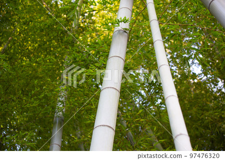 ⦅Yokohama⦆Sankeien Bamboo Grove ⦅Yokohama⦆Sankeien Bamboo Grove 97476320