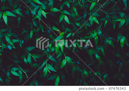 Natural green leaves background. Natural green leaves background. 97476343