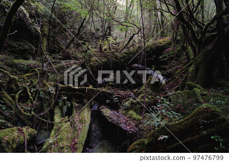 屋久杉大地的神秘自然 屋久杉大地的神秘自然 97476799