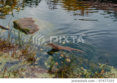 European river otter, Lutra lutra, swimming on back in clear water. Adorable fur coat animal with long tail. Endangered fish predator in nature. Wild animal in brook. Habitat Europe, Asia. 97477203
