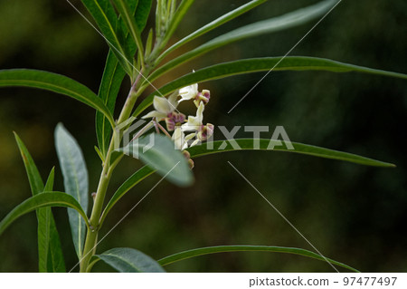 夾竹桃科的花 夾竹桃科的花 97477497