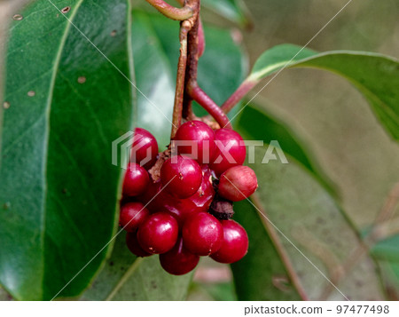 葡萄的紅色聚合果實 97477498