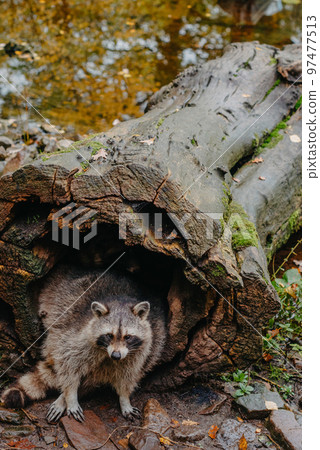 Gorgeous raccoon cute peeks out of a hollow in the bark of a large tree. Raccoon (Procyon lotor) also known as North American raccoon sitting hidden in old hollow trunk. Wildlife scene. Habitat North Gorgeous raccoon cute peeks out of a hollow in the bark of a large tree. Raccoon (Procyon lotor) also known as North American raccoon sitting hidden in old hollow trunk. Wildlife scene. Habitat North 97477513