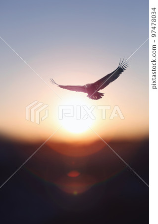 New year bright rising sun and sunrise background and eagle flying in the sky New year bright rising sun and sunrise background and eagle flying in the sky 97478034