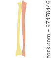 Human Arm Bone(Radius/Ulna) 97478446