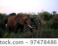 非洲克魯格國家公園野生大象 97478486
