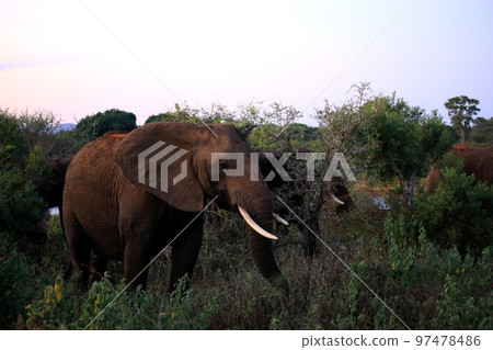 Africa Kruger National Park Wild Elephant Africa Kruger National Park Wild Elephant 97478486