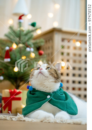 scottish tabby cat in christmas theme cloth during play with new year gift and christmas tree scottish tabby cat in christmas theme cloth during play with new year gift and christmas tree 97478552