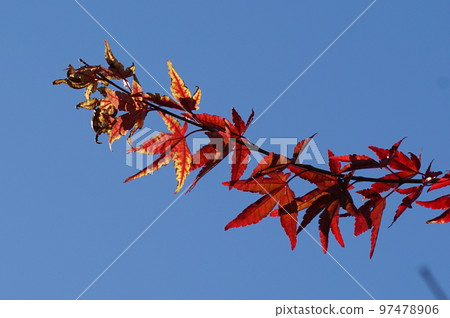 Autumn leaves Autumn leaves 97478906