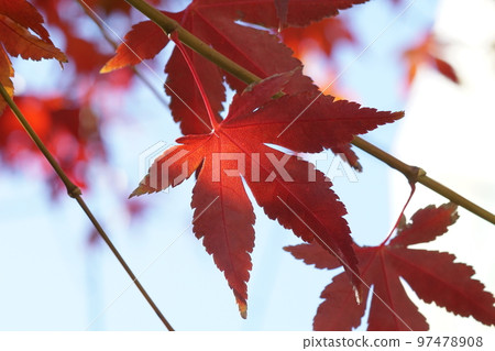 Autumn leaves 97478908