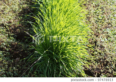 Carex tsumuricola(土壤侵蝕控制植物) Carex tsumuricola(土壤侵蝕控制植物) 97478913