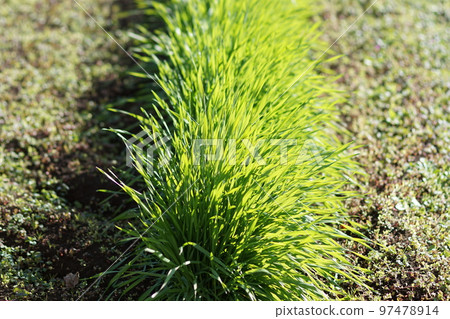 Carex tsumuricola(土壤侵蝕控制植物) Carex tsumuricola(土壤侵蝕控制植物) 97478914