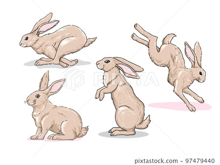 collection of hand drawn Cute Rabbit Illustration-插圖素材 [97479440] - PIXTA圖庫