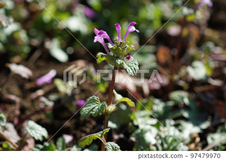 Hotokenosa(佛座) Hotokenosa(佛座) 97479970