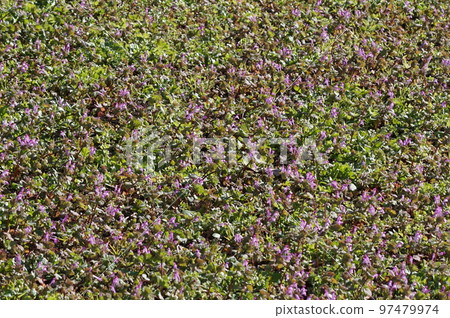Hotokenosa(佛座) Hotokenosa(佛座) 97479974