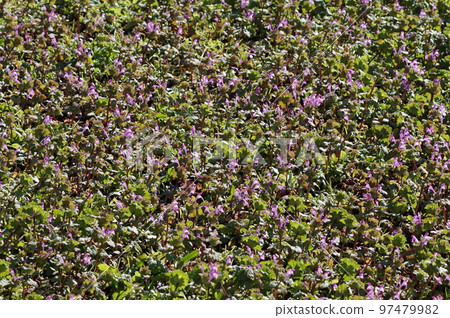 Hotokenosa (Buddha's seat) Hotokenosa (Buddha's seat) 97479982