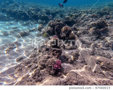 Bluespotted cornet fish, smooth cornet fish or smooth flutemouth at coral reef.. Bluespotted cornet fish, smooth cornet fish or smooth flutemouth at coral reef.. 97480015