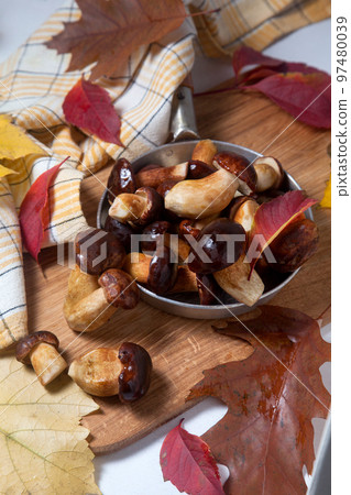 Several Imleria Badia or Boletus badius mushrooms commonly known as the bay bolete and vintage pan with mushrooms on wooden cutting board.. Several Imleria Badia or Boletus badius mushrooms commonly known as the bay bolete and vintage pan with mushrooms on wooden cutting board.. 97480039