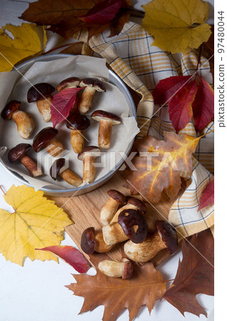 Several Imleria Badia or Boletus badius mushrooms commonly known as the bay bolete, vintage baking sheet with mushrooms on wooden cutting board.. Several Imleria Badia or Boletus badius mushrooms commonly known as the bay bolete, vintage baking sheet with mushrooms on wooden cutting board.. 97480044