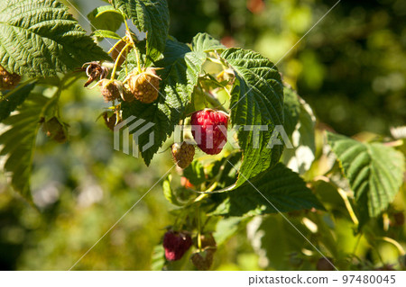Ripe and unripe raspberry in the fruit garden. Growing natural bush of raspberry. Branch of raspberry in sunlight. Ripe and unripe raspberry in the fruit garden. Growing natural bush of raspberry. Branch of raspberry in sunlight. 97480045