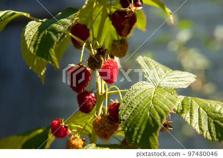 Ripe and unripe raspberry in the fruit garden. Growing natural bush of raspberry. Branch of raspberry in sunlight. Ripe and unripe raspberry in the fruit garden. Growing natural bush of raspberry. Branch of raspberry in sunlight. 97480046